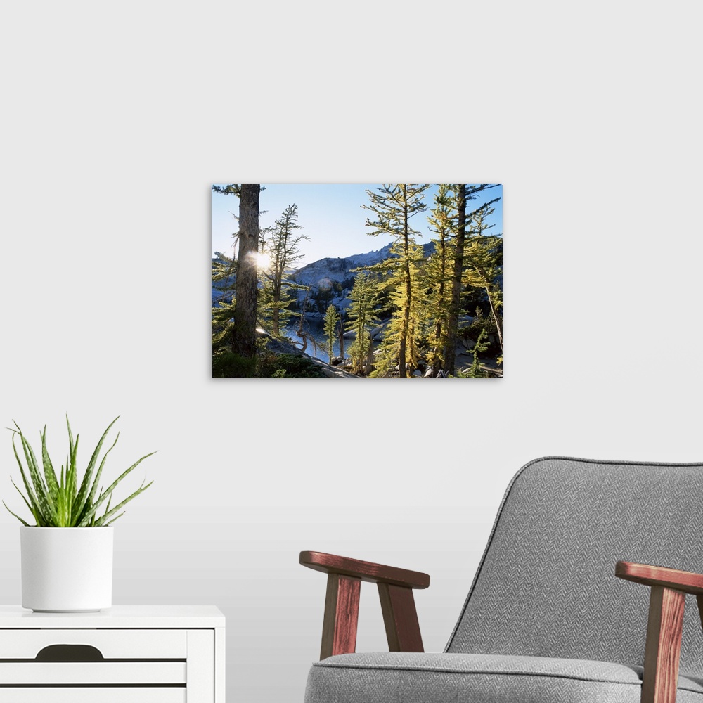 A modern room featuring Alpine larch trees, Enchantment Lakes, Alpine Lakes Wilderness, Washington state