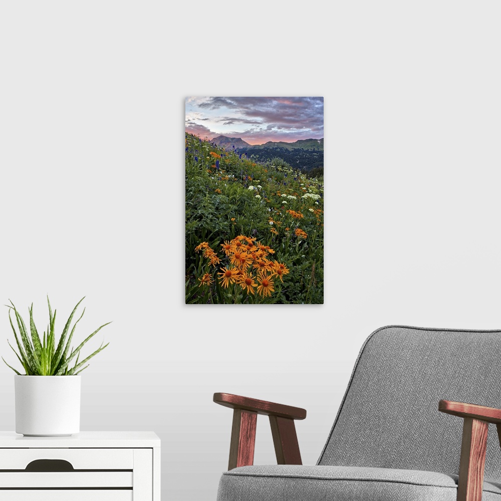 A modern room featuring Alpine meadow with orange sneezeweed and other wildflowers, San Juan National Forest, Colorado