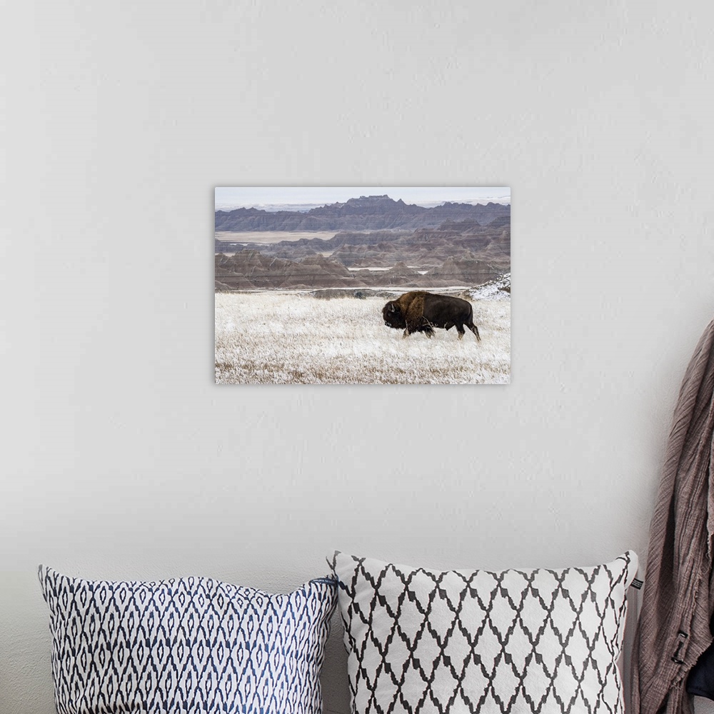 A bohemian room featuring American Bison (Bison Bison) walking in the snow in the Badlands, Badlands National Park, South D...