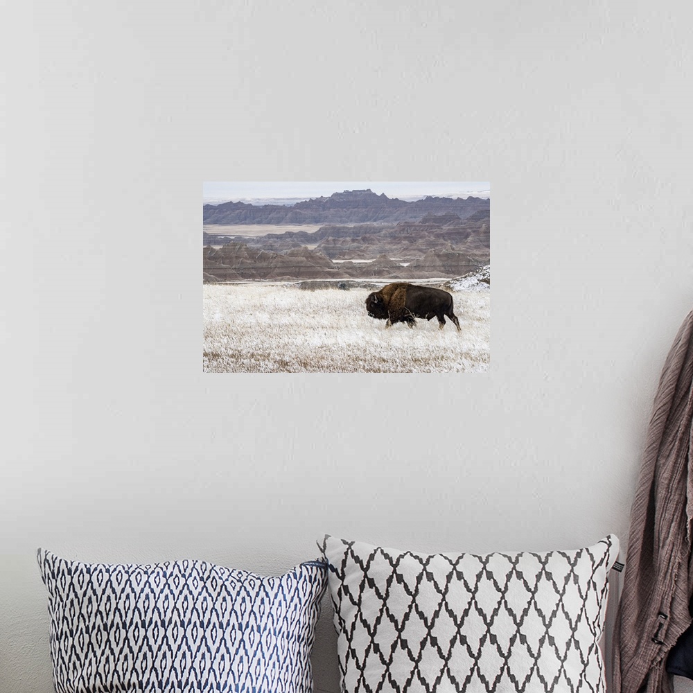 A bohemian room featuring American Bison (Bison Bison) walking in the snow in the Badlands, Badlands National Park, South D...