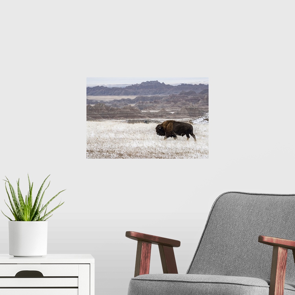 A modern room featuring American Bison (Bison Bison) walking in the snow in the Badlands, Badlands National Park, South D...