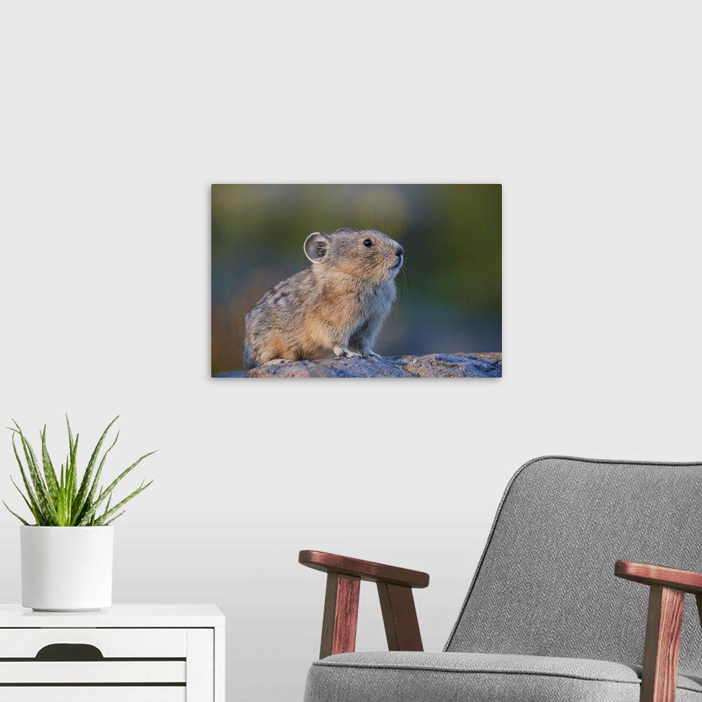 A modern room featuring American pika, San Juan National Forest, Colorado