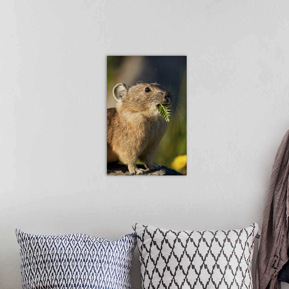 A bohemian room featuring American pika with food in its mouth, San Juan National Forest, Colorado