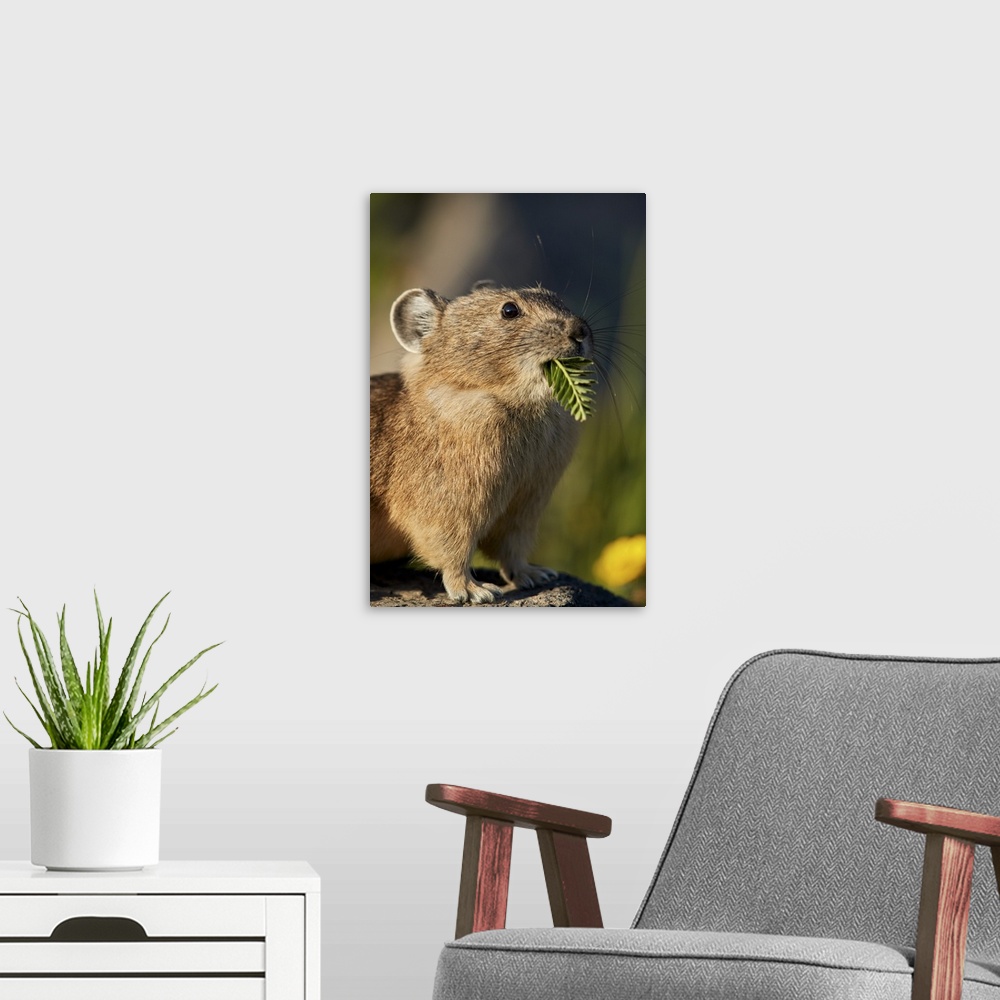 A modern room featuring American pika with food in its mouth, San Juan National Forest, Colorado