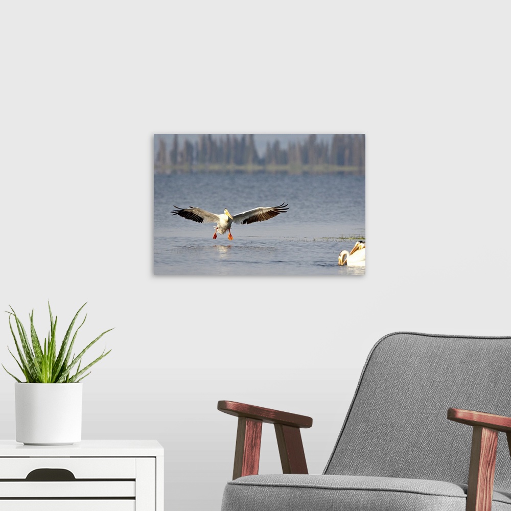 A modern room featuring American white pelican landing, Yellowstone National Park, Wyoming