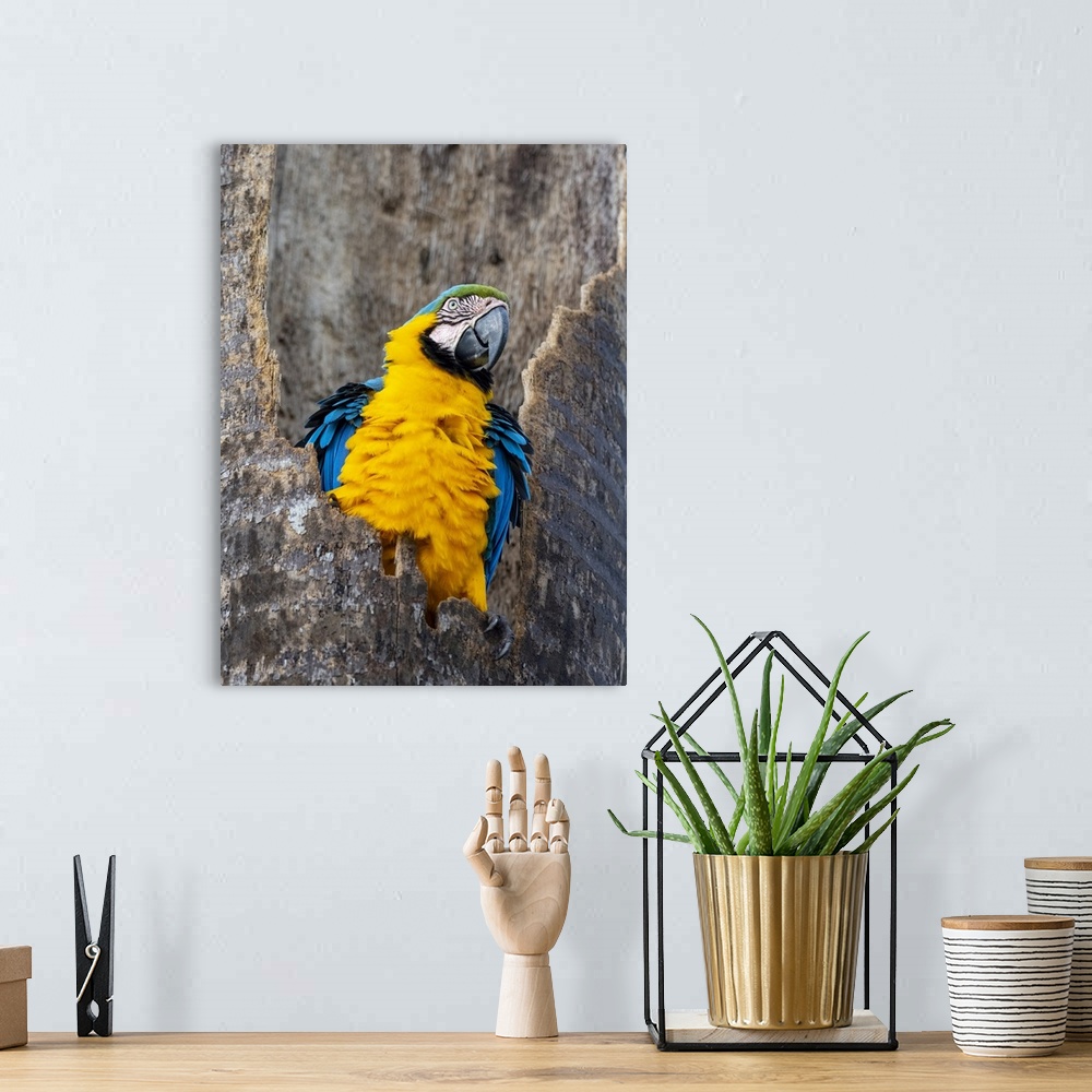 A bohemian room featuring An adult blue-and-gold macaw (Ara ararauna), Pousada Piuval, Mato Grosso, Pantanal, Brazil, South...
