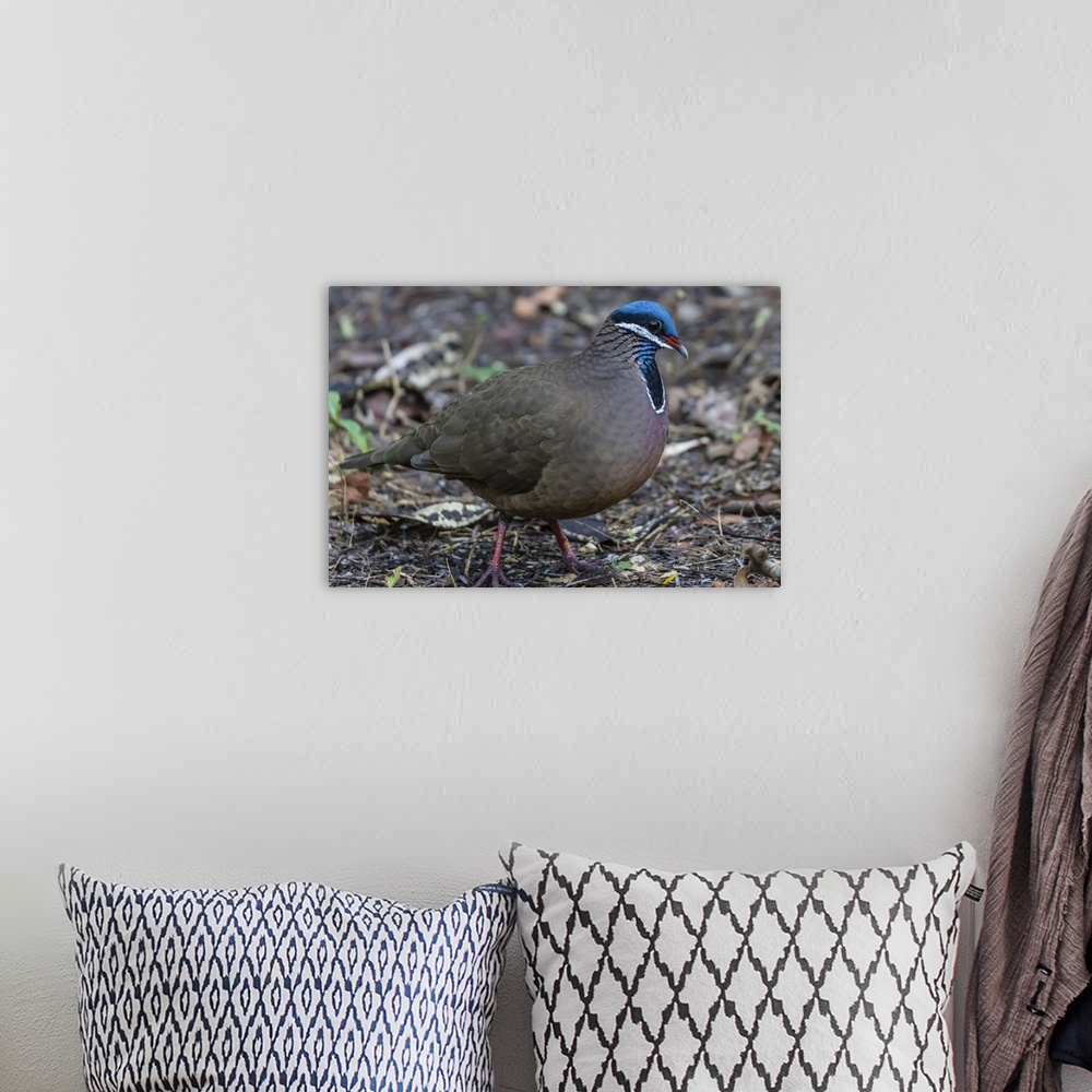 A bohemian room featuring An adult blue-headed quail-dove, Zapata National Park, endemic to Cuba, Cuba, West Indies, Caribbean