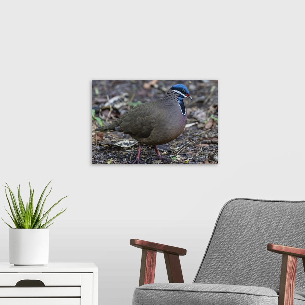 A modern room featuring An adult blue-headed quail-dove, Zapata National Park, endemic to Cuba, Cuba, West Indies, Caribbean