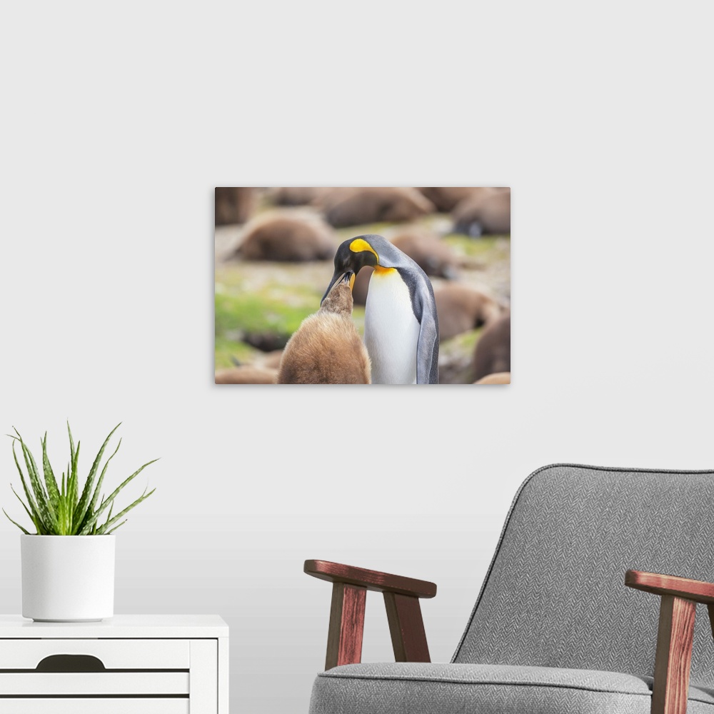 A modern room featuring An adult King penguin (Aptenodytes patagonicus) feeding its chick, East Falkland, Falkland Island...