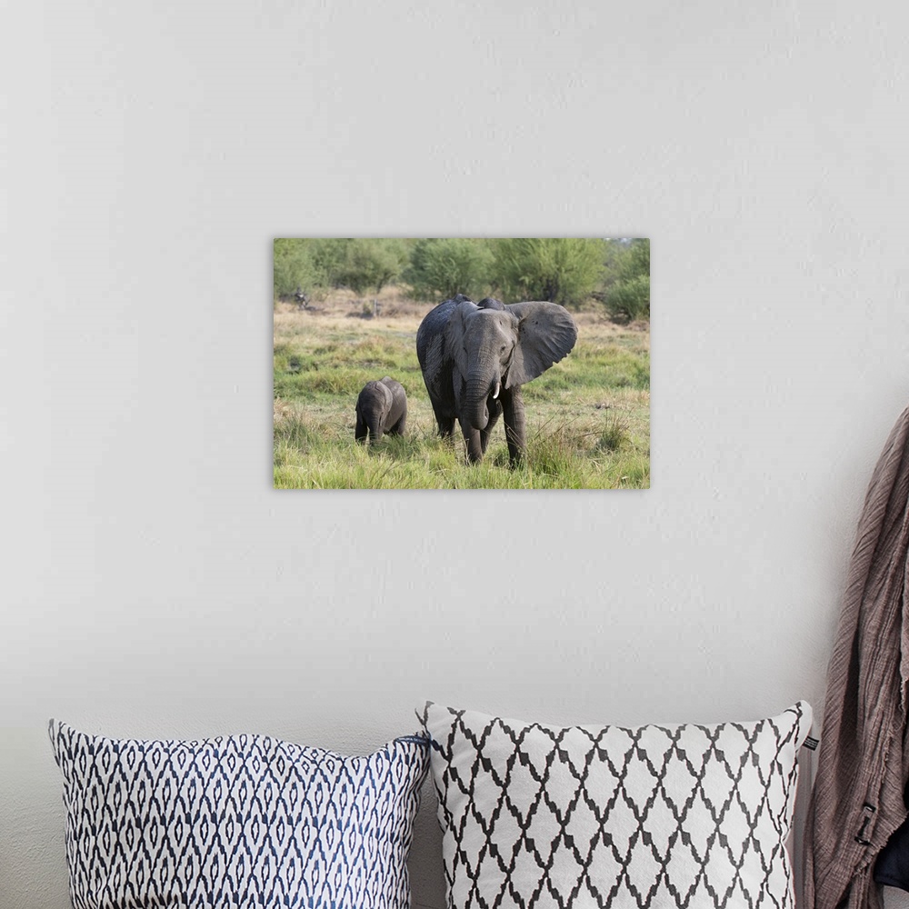 A bohemian room featuring An African elephant (Loxodonta africana) with its calf, Khwai Concession, Okavango Delta, Botswan...