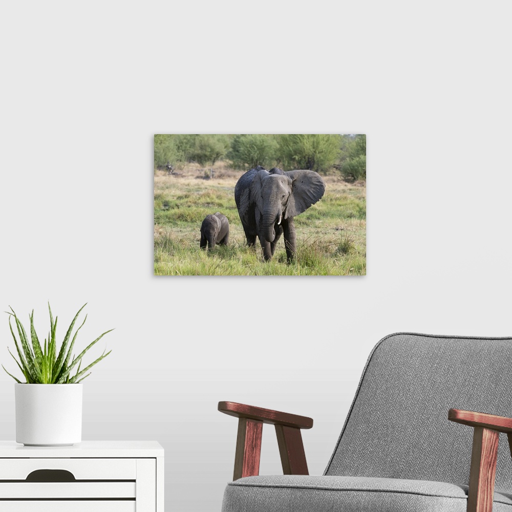 A modern room featuring An African elephant (Loxodonta africana) with its calf, Khwai Concession, Okavango Delta, Botswan...