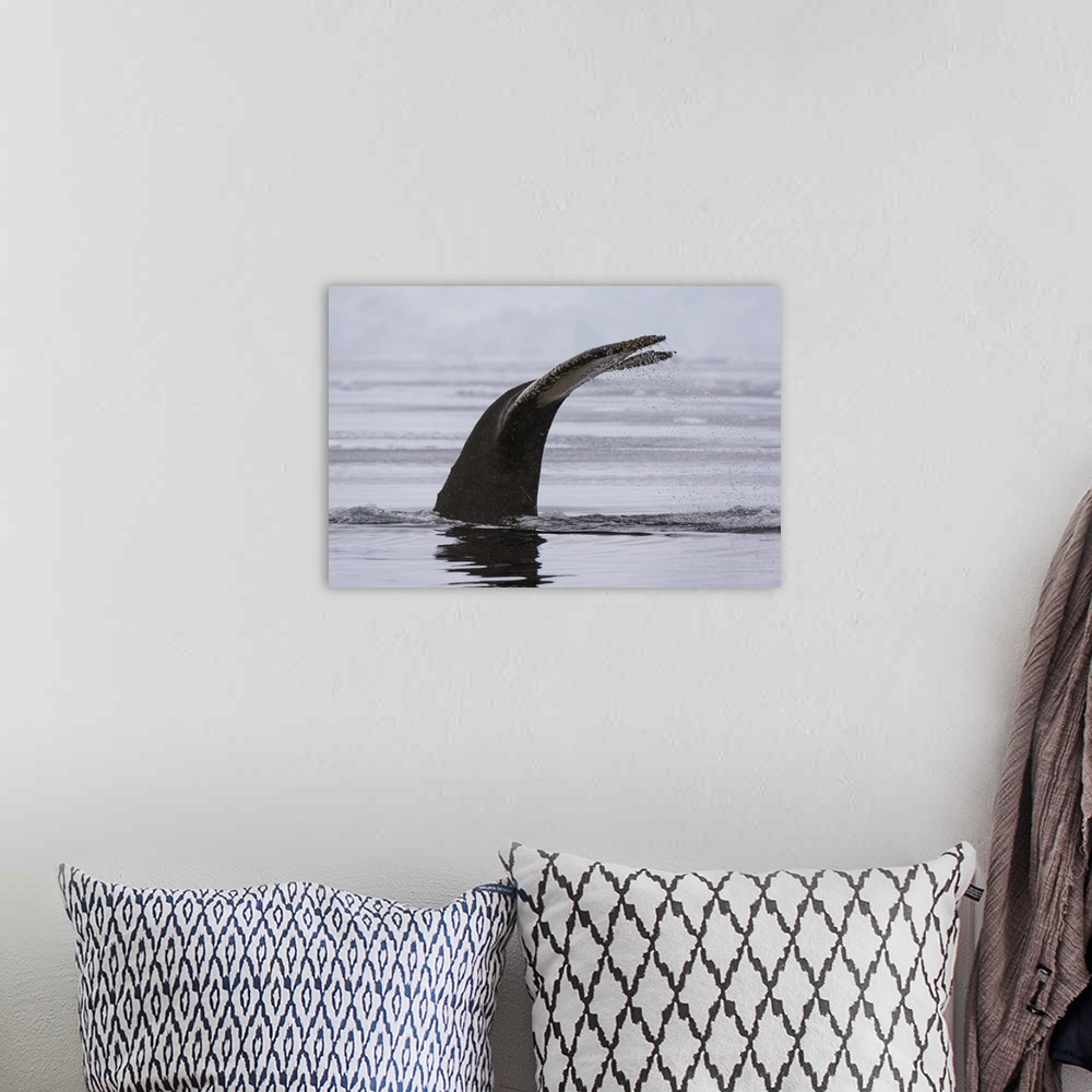 A bohemian room featuring An humpback whale, diving in Wilhelmina Bay, Antarctica