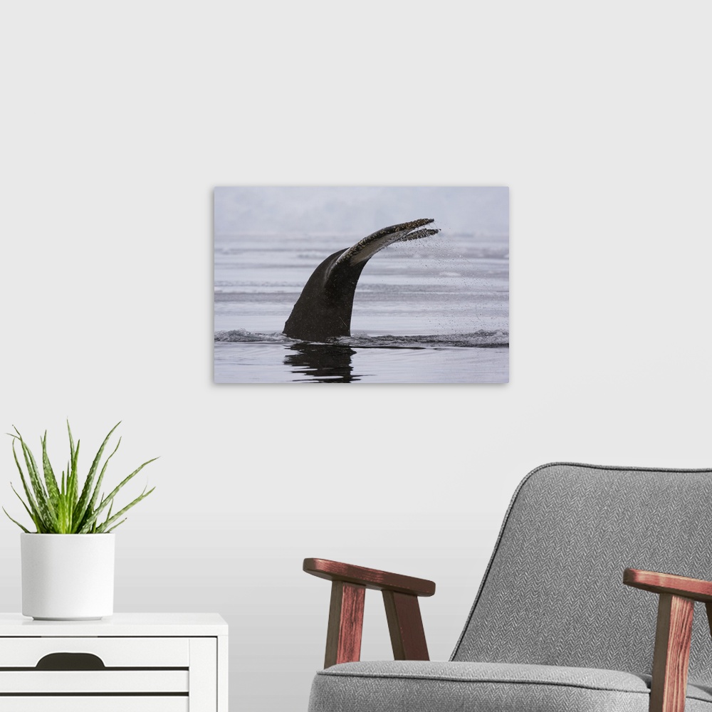 A modern room featuring An humpback whale, diving in Wilhelmina Bay, Antarctica
