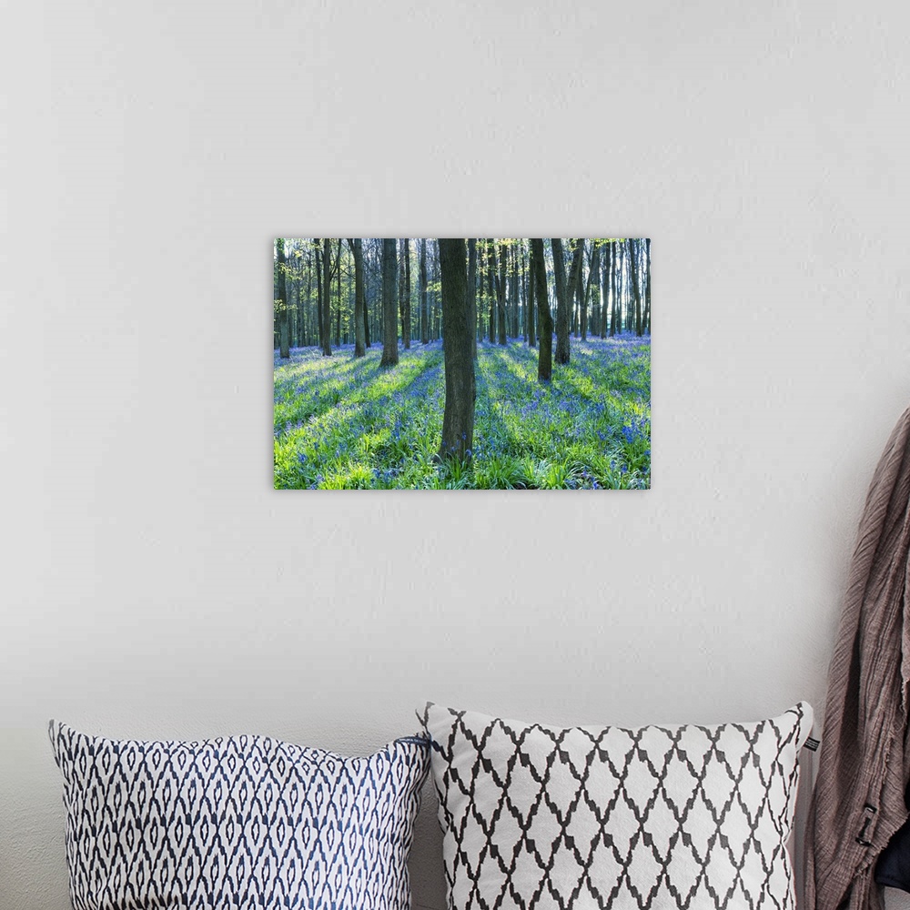 A bohemian room featuring Ancient bluebell woodland in spring, Dockey Wood, Ashridge Estate, Berkhamsted, Hertfordshire, En...
