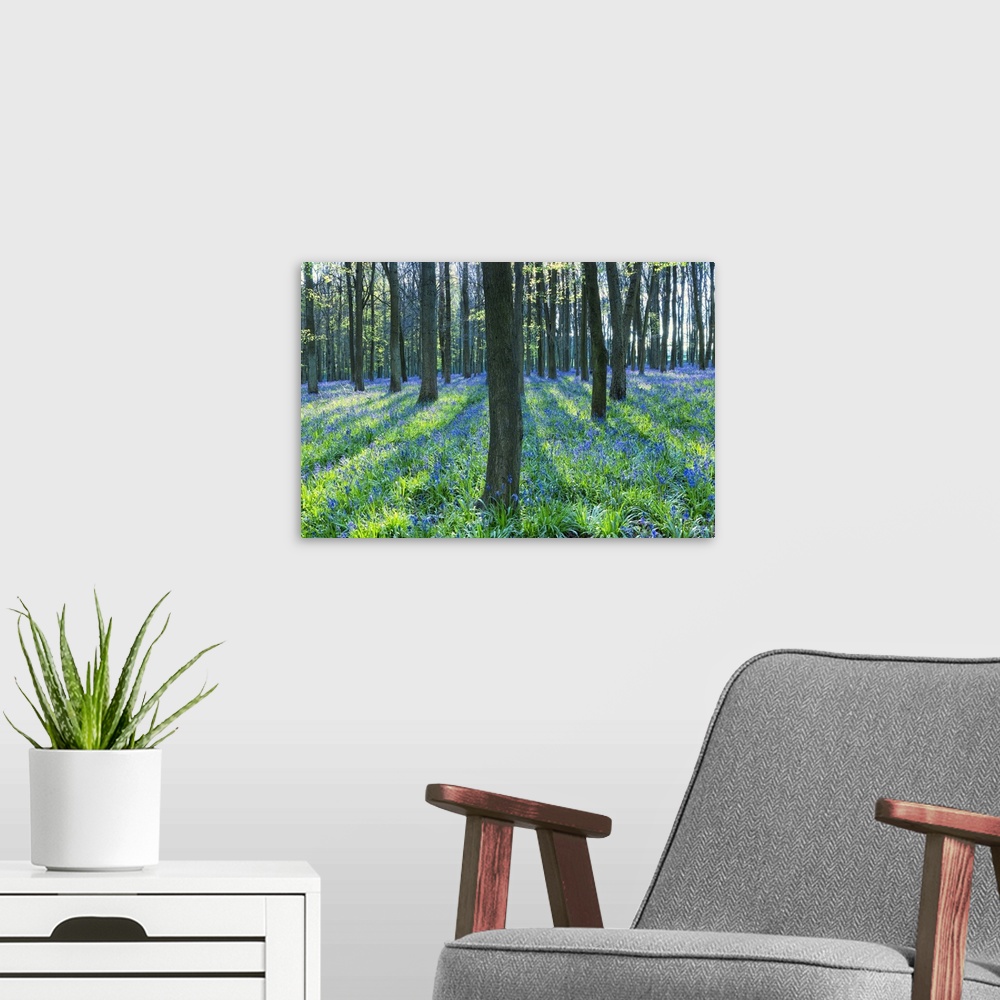 A modern room featuring Ancient bluebell woodland in spring, Dockey Wood, Ashridge Estate, Berkhamsted, Hertfordshire, En...