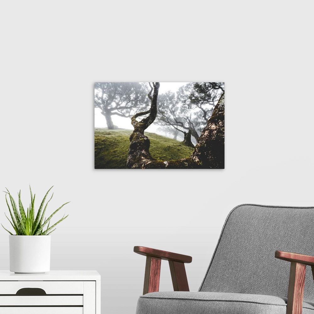 A modern room featuring Ancient laurel forest in the fog, Fanal, Madeira island, Portugal, Atlantic, Europe