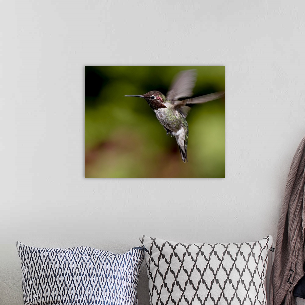 A bohemian room featuring Anna's hummingbird hovering, near Saanich, British Columbia, Canada