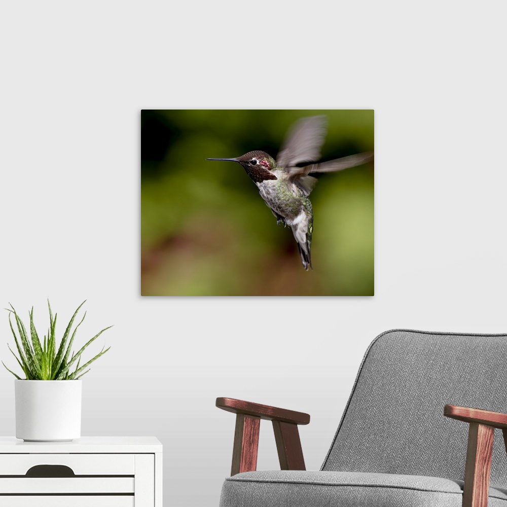 A modern room featuring Anna's hummingbird hovering, near Saanich, British Columbia, Canada