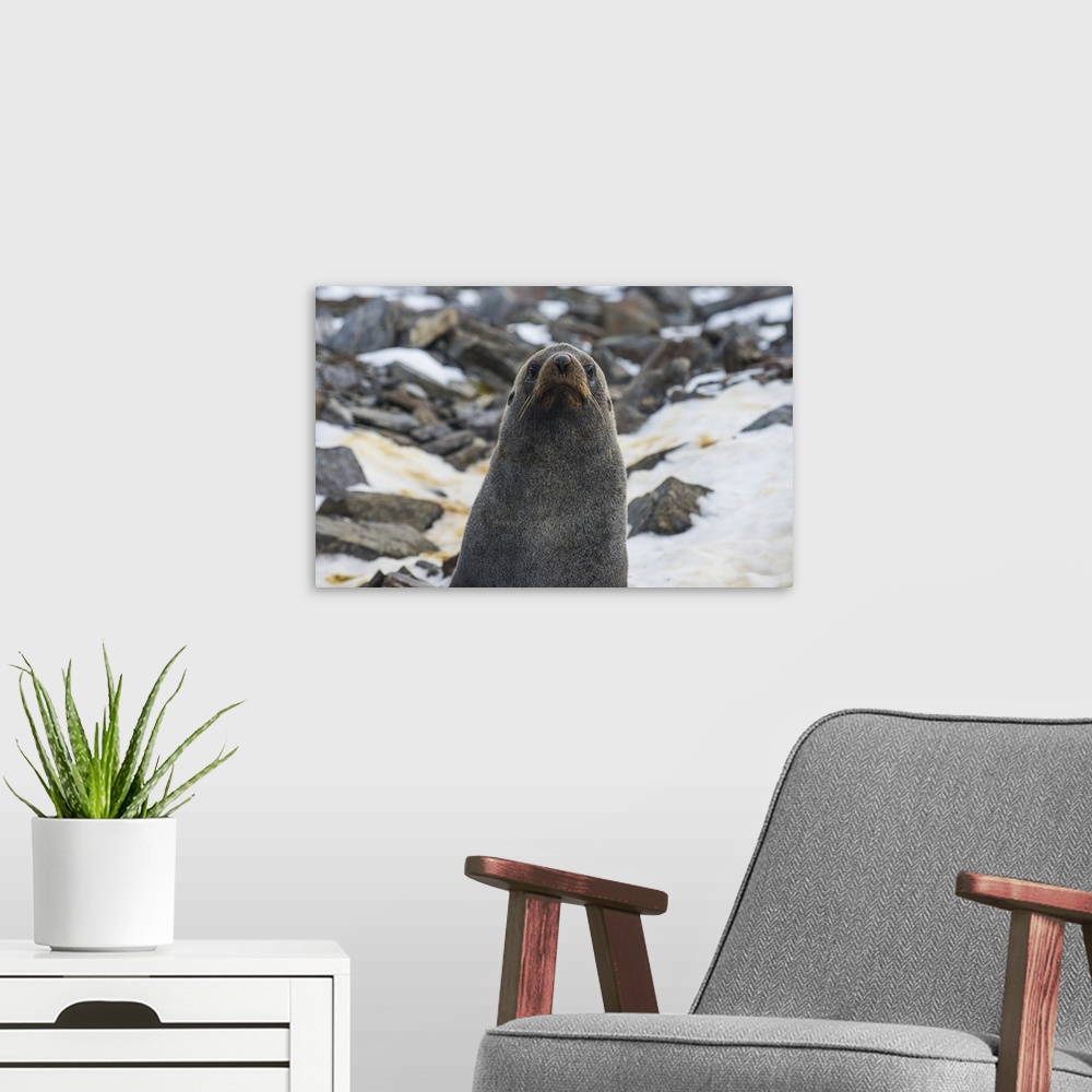 A modern room featuring Antarctic fur seal (Arctocephalus gazella), Coronation Island, South Orkney Islands, Antarctica, ...