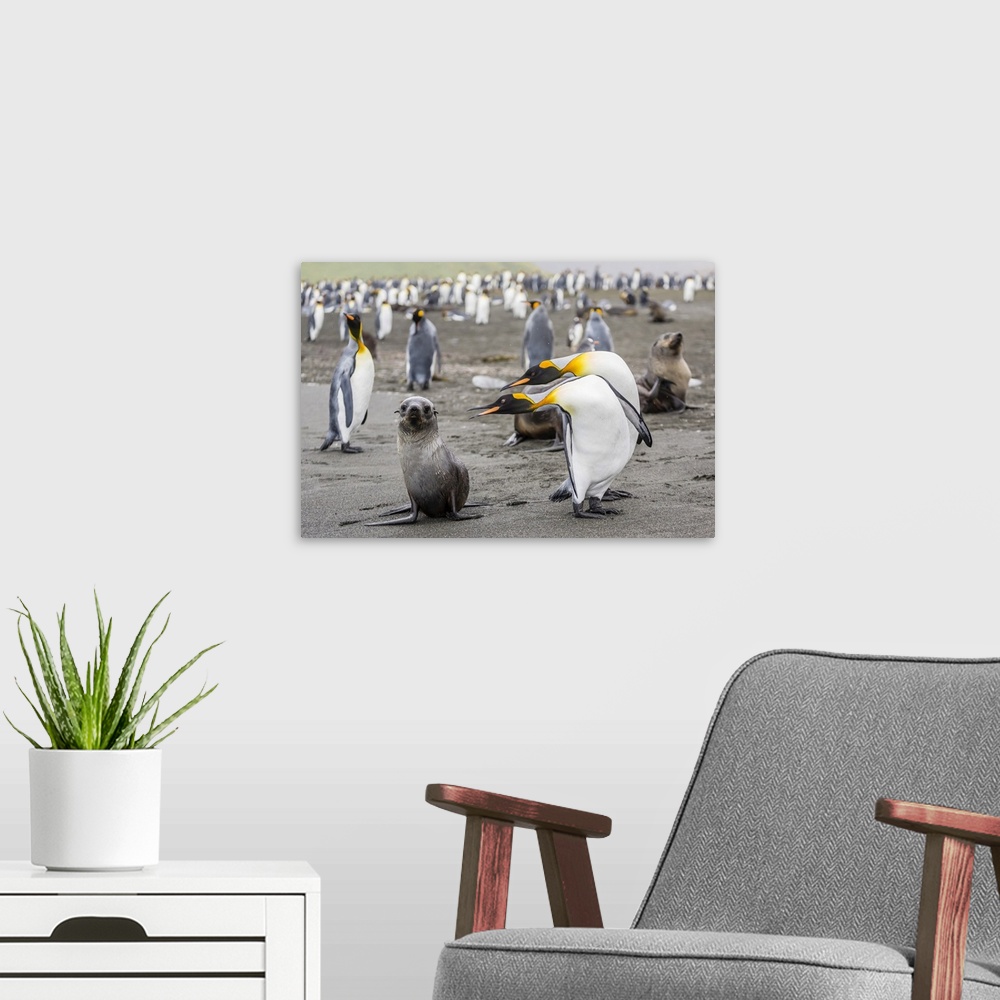 A modern room featuring Antarctic fur seal (Arctocephalus gazella) pup with king penguins, Gold Harbour, South Georgia, S...