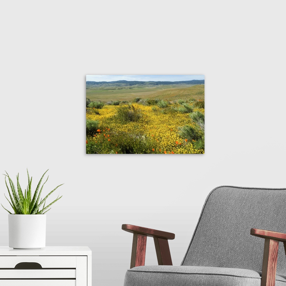 A modern room featuring Antelope Valley Poppy Reserve, California