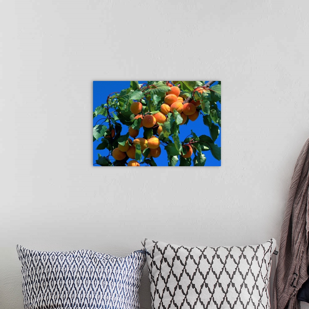 A bohemian room featuring Apricots ripening on tree, Vaucluse, Provence, France, Europe