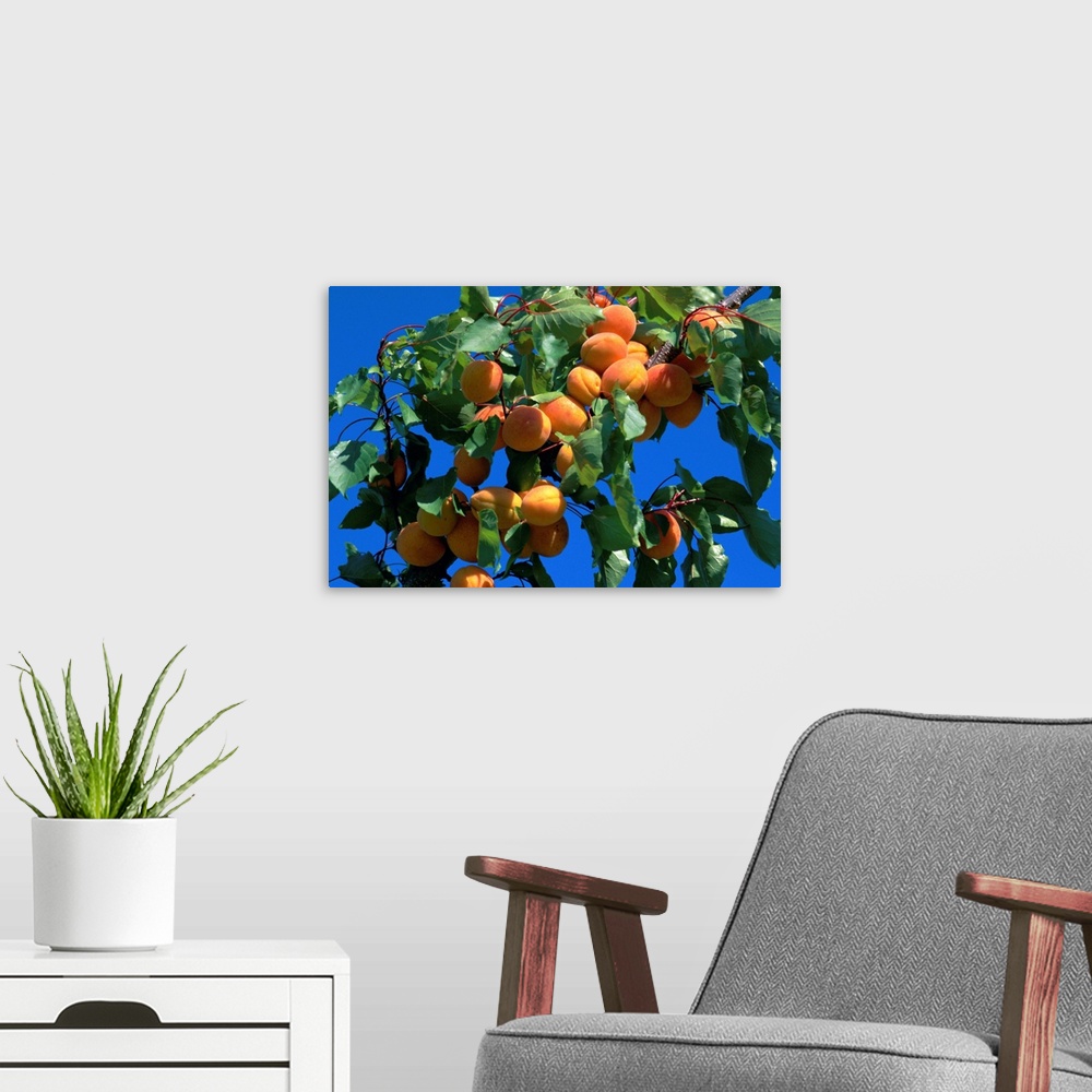 A modern room featuring Apricots ripening on tree, Vaucluse, Provence, France, Europe