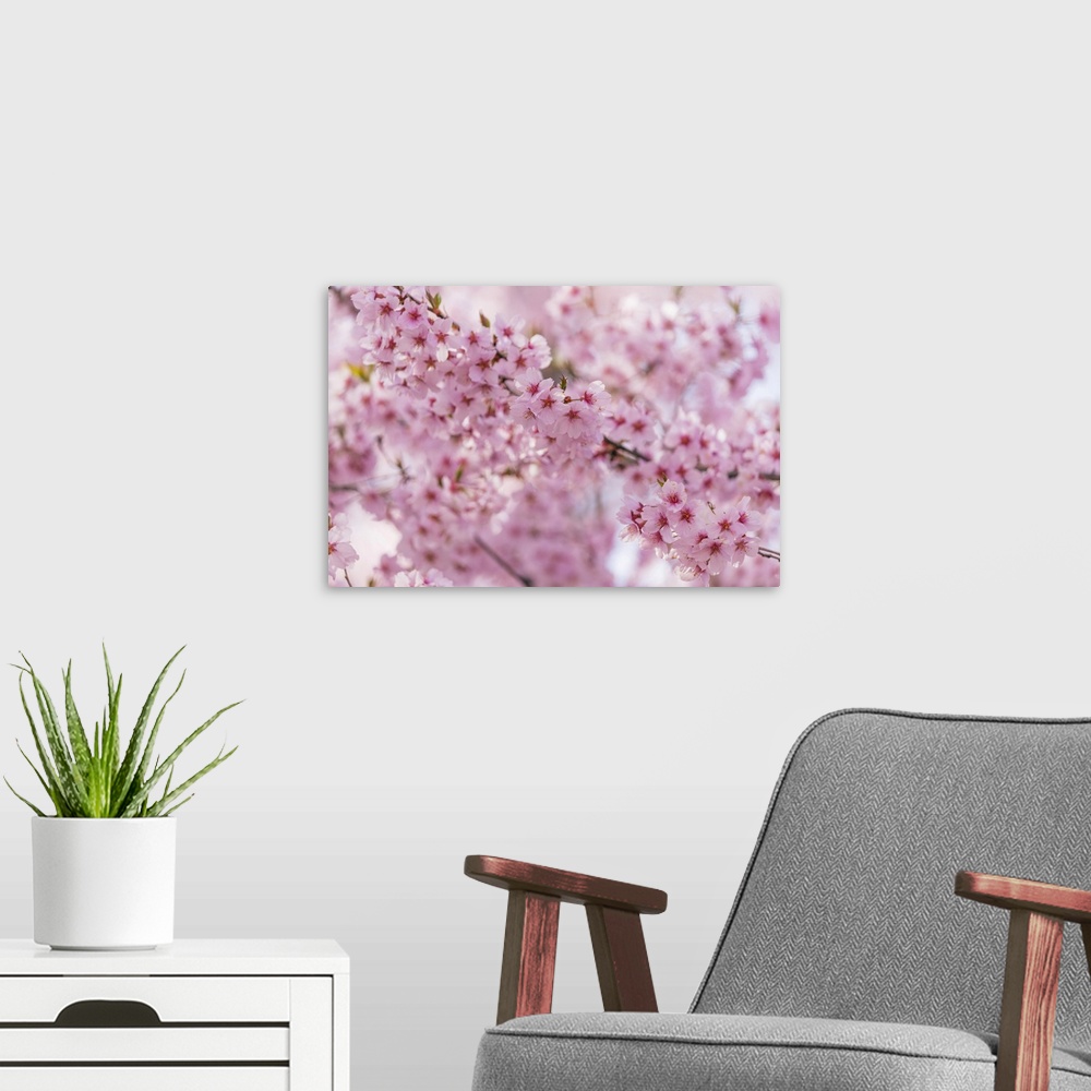 A modern room featuring Cherry blossom, Takato, Nagano Prefecture, Honshu, Japan, Asia