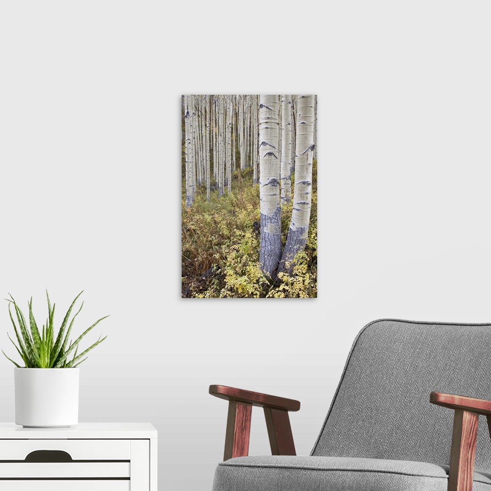 A modern room featuring Aspen grove in early fall, White River National Forest, Colorado