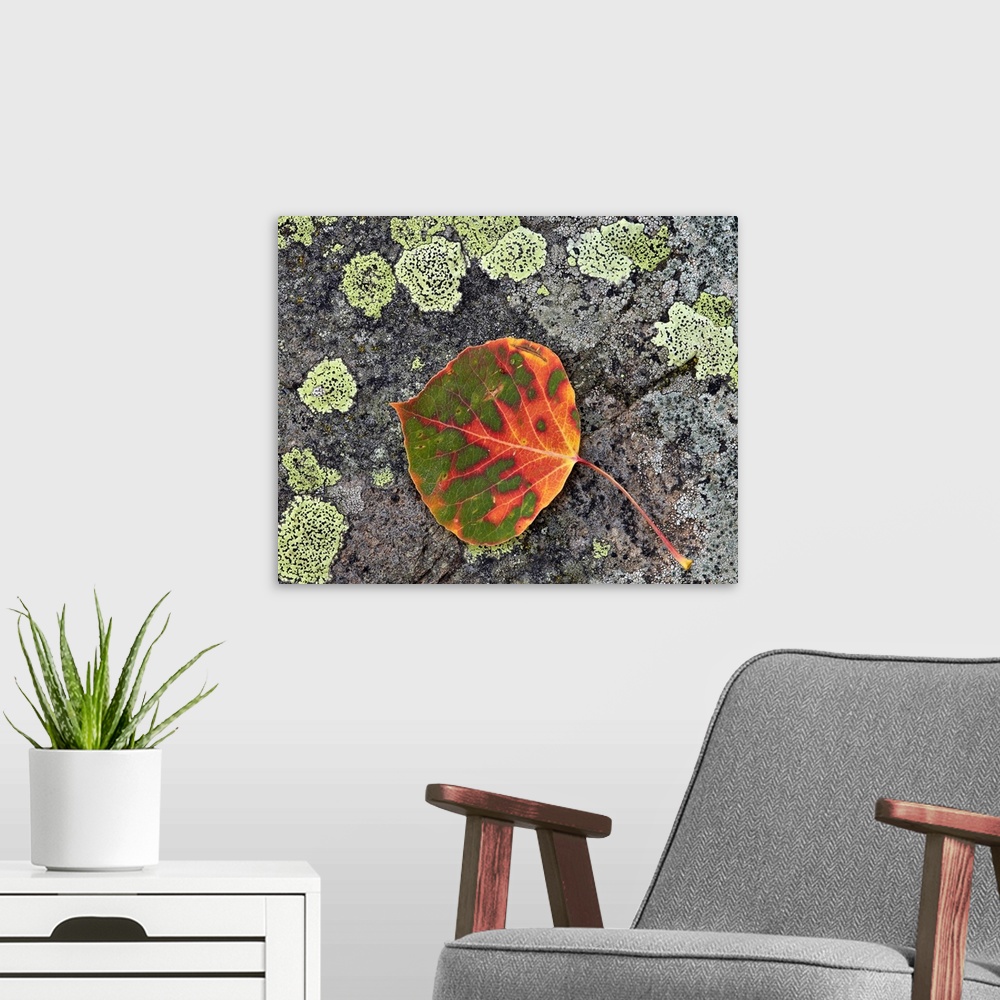 A modern room featuring Aspen leaf turning red and orange on a lichen-covered rock, Colorado, USA