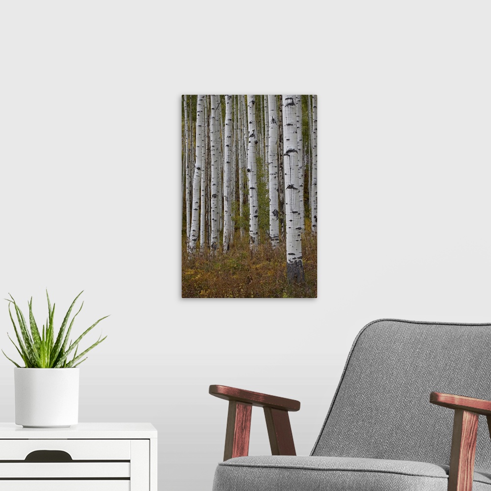 A modern room featuring Aspen trunks in the fall, White River National Forest, Colorado