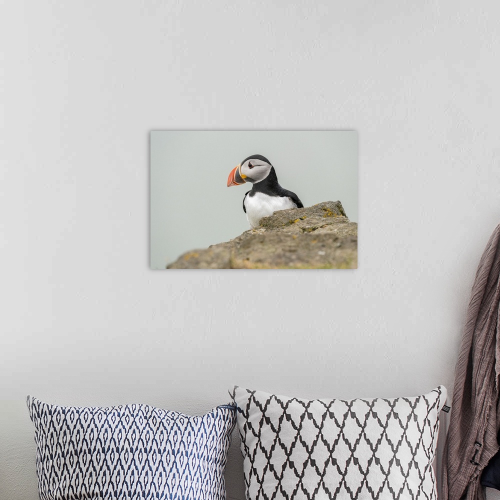 A bohemian room featuring Atlantic puffin (Fratercula arctica), Mykines Island, Faroe Islands, Denmark, Europe