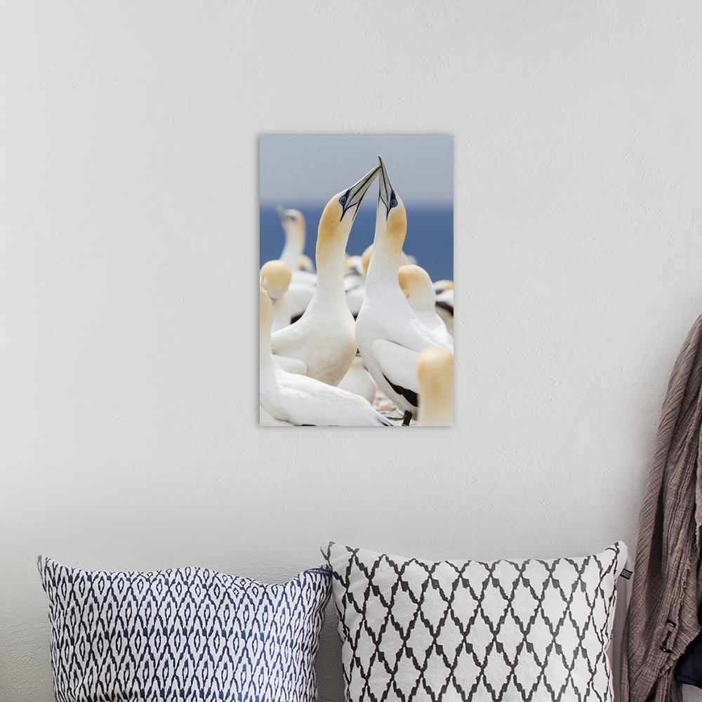 A bohemian room featuring Australasian gannet (Morus serrator) courtship display at Cape Kidnappers, North Island, New Zeal...