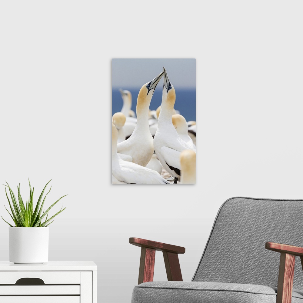A modern room featuring Australasian gannet (Morus serrator) courtship display at Cape Kidnappers, North Island, New Zeal...