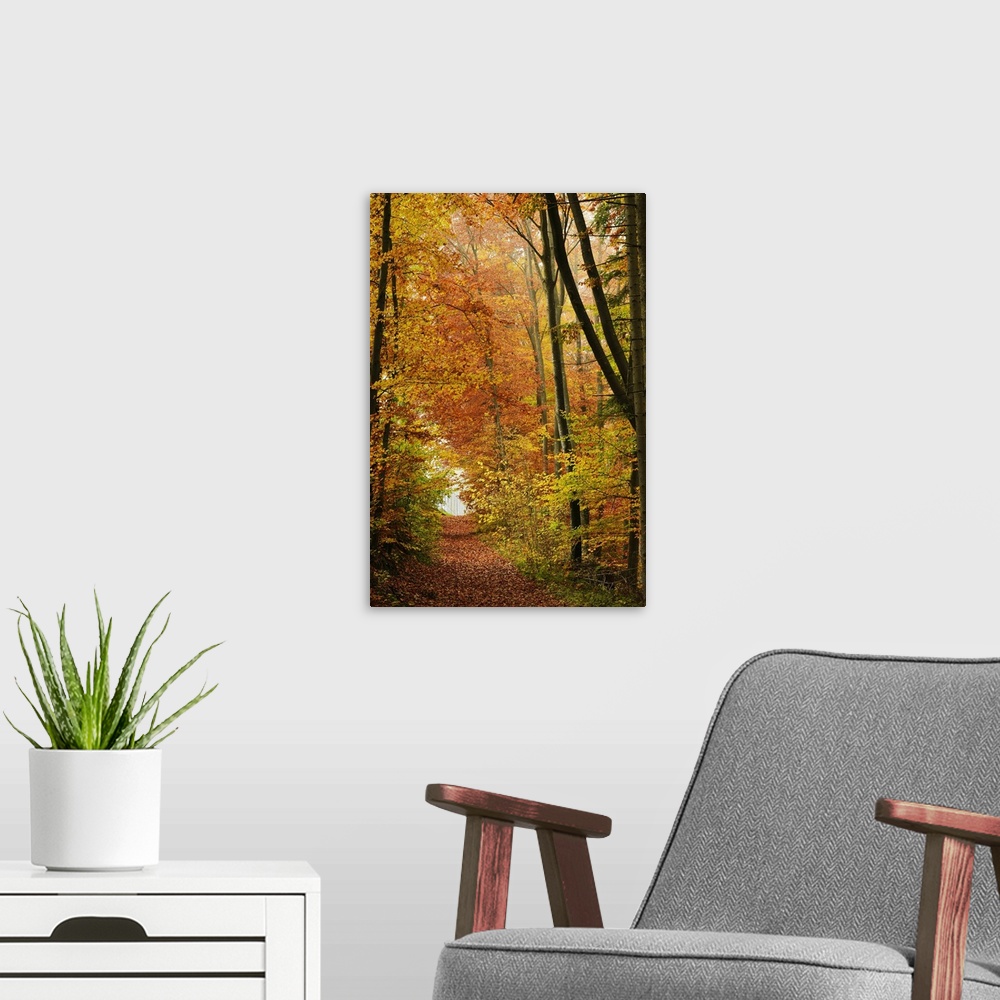 A modern room featuring Autumn forest in the Neckar valley, Baden-Wurttemberg, Germany