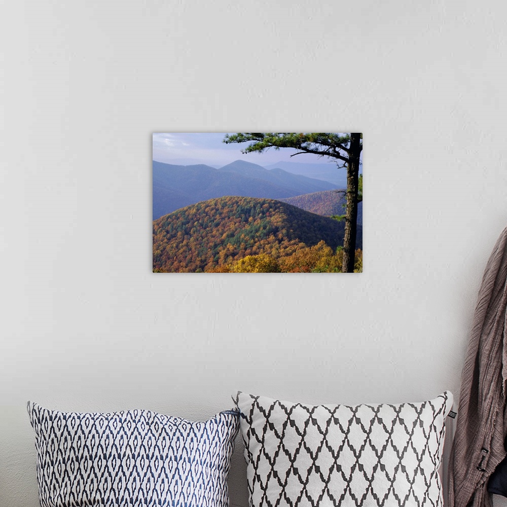 A bohemian room featuring Autumn forest landscape near Loft Mountain, Shenandoah National Park, Virginia