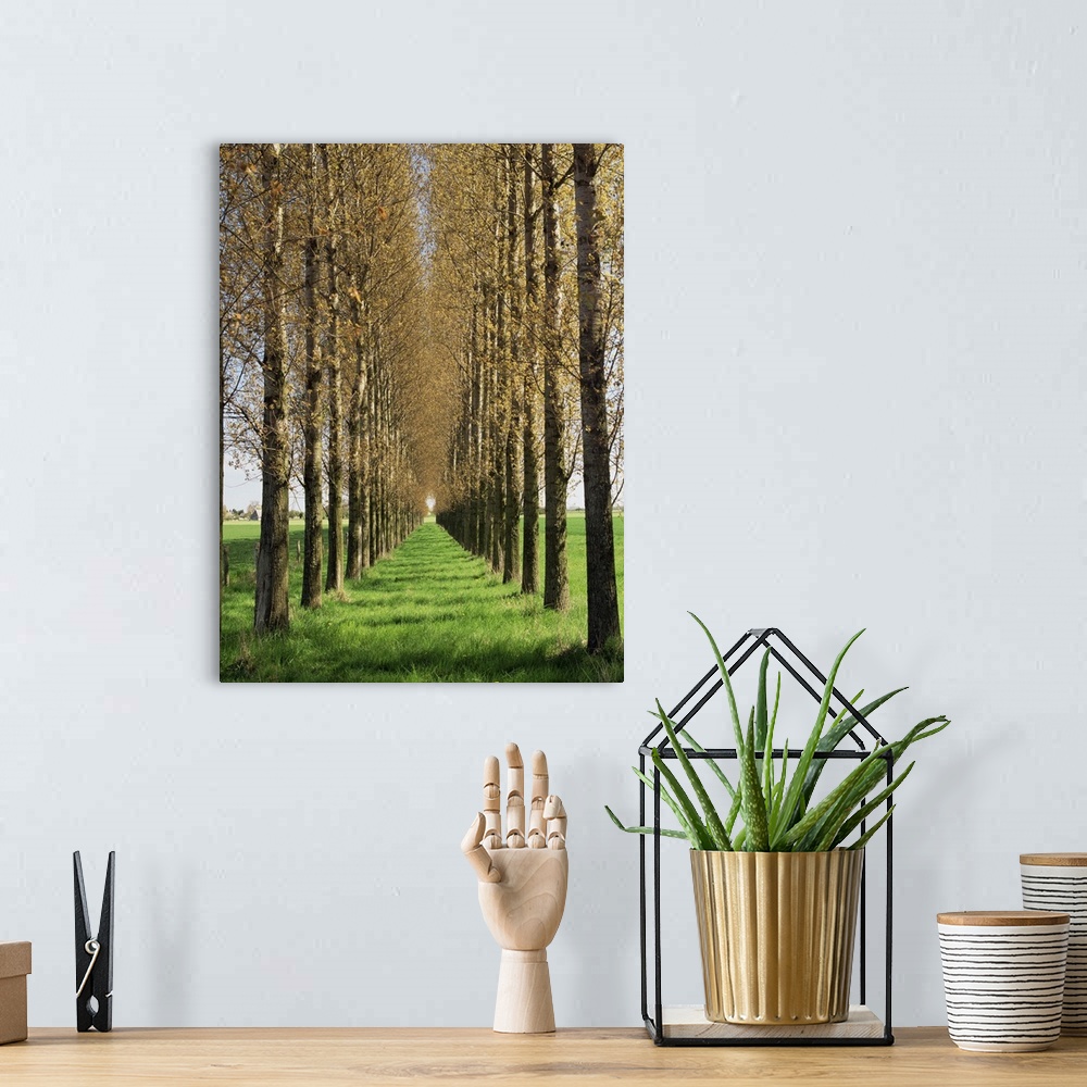 A bohemian room featuring Avenue of trees, Haute Normandie (Normandy), France, Europe