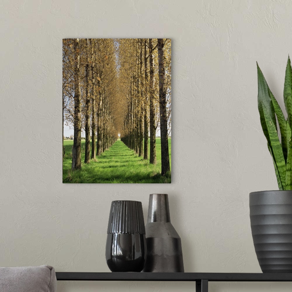 A modern room featuring Avenue of trees, Haute Normandie (Normandy), France, Europe