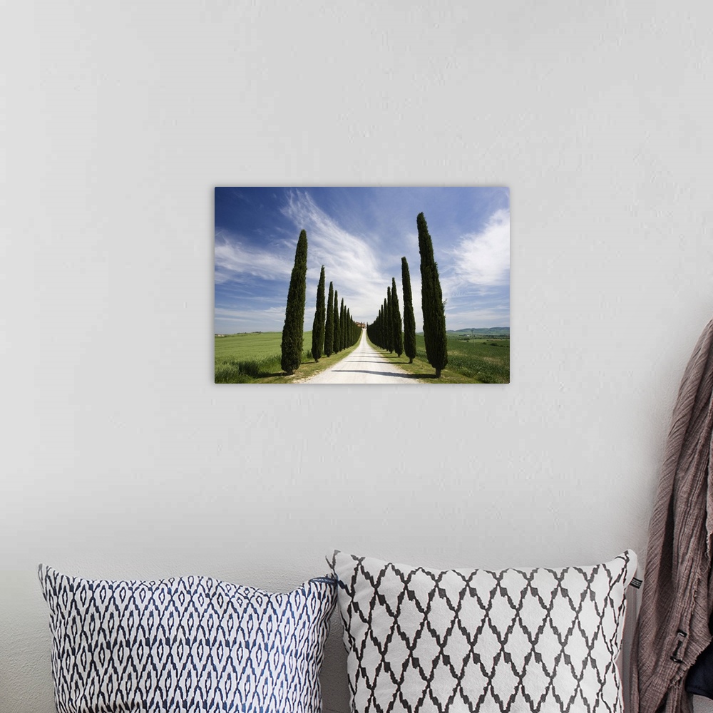 A bohemian room featuring Avenues of cypress trees and driveway leading to farmhouse, near Pienza, Tuscany, Italy, Europe