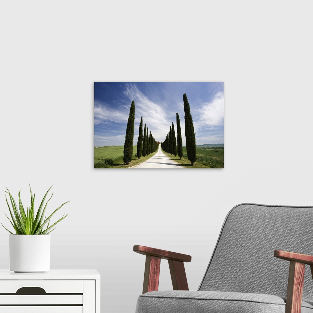 A modern room featuring Avenues of cypress trees and driveway leading to farmhouse, near Pienza, Tuscany, Italy, Europe