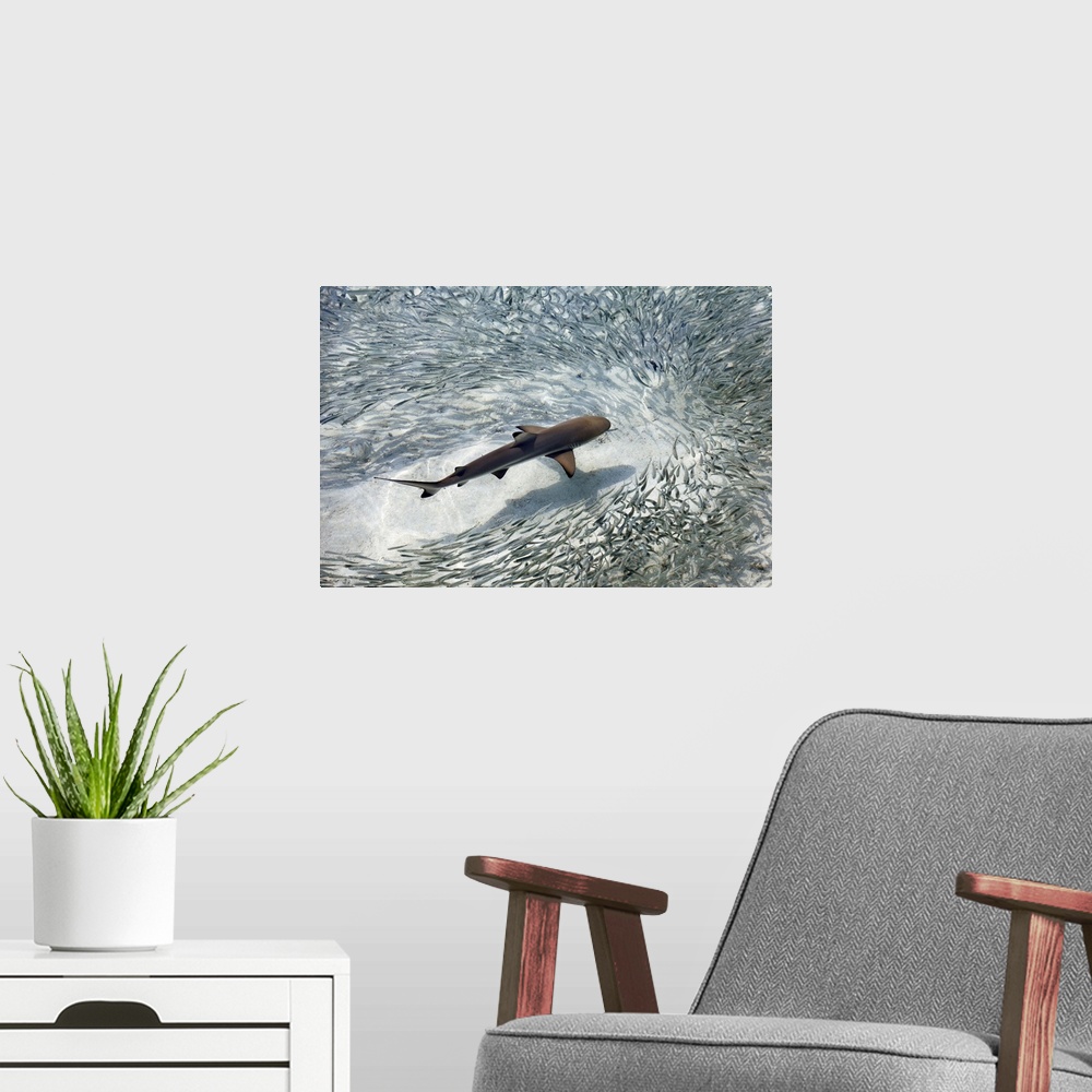 A modern room featuring Baby black-tip reef shark being surrounded by a school of silver sprats in a shallow lagoon, Mald...