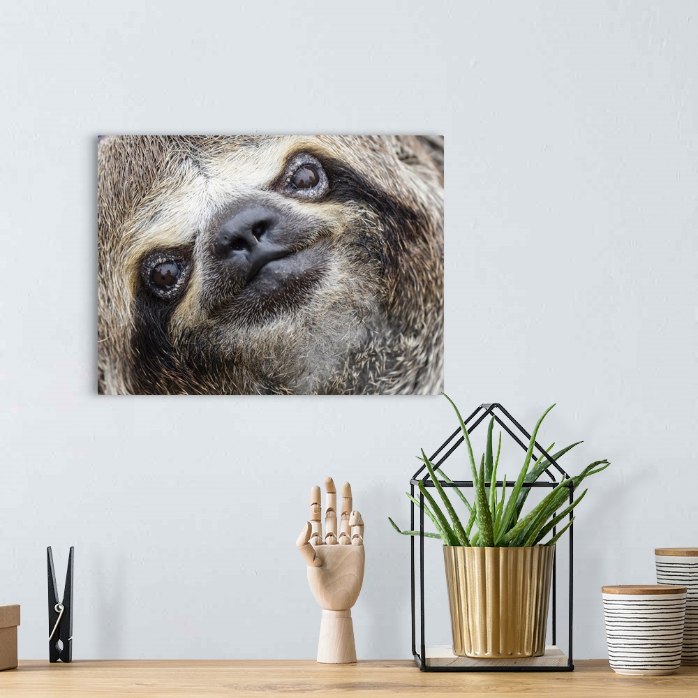 A bohemian room featuring Baby brown-throated sloth (Bradypus variegatus), San Francisco, Amazon Basin, Loreto, Peru, South...