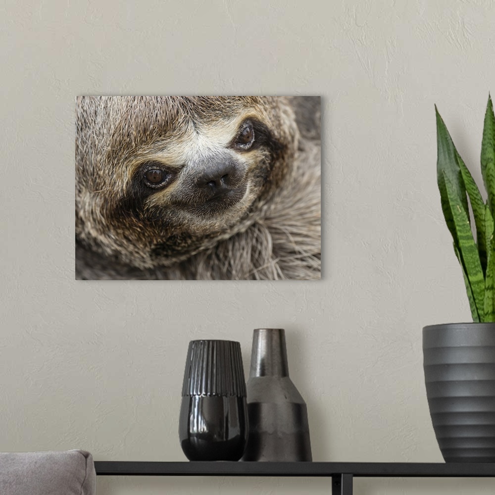 A modern room featuring Baby brown-throated sloth (Bradypus variegatus), San Francisco, Amazon Basin, Loreto, Peru, South...