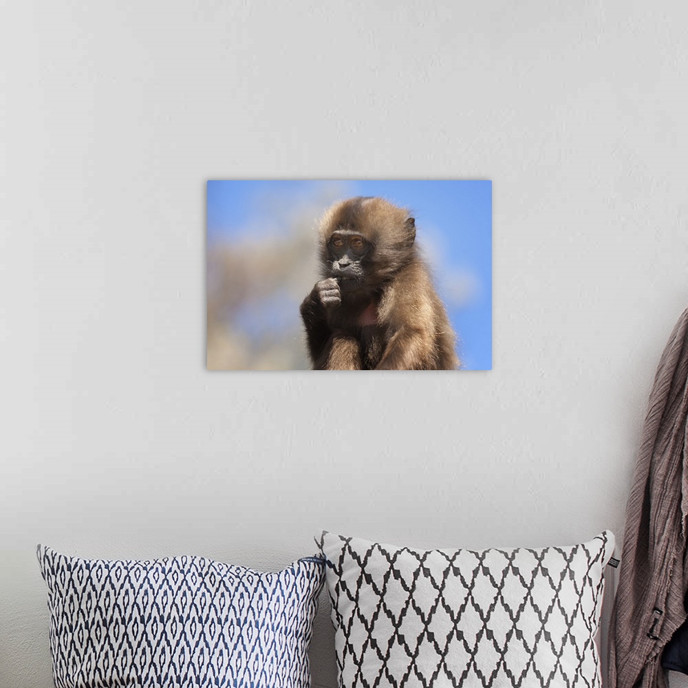 A bohemian room featuring Baby Gelada baboon, Simien Mountains National Park, Ethiopia, Africa