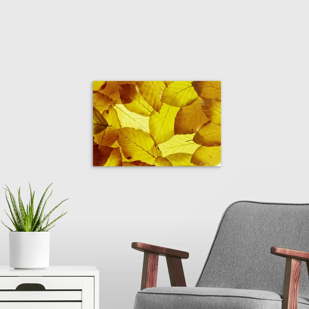 A modern room featuring Back-lit autumnal beech leaves on lightbox
