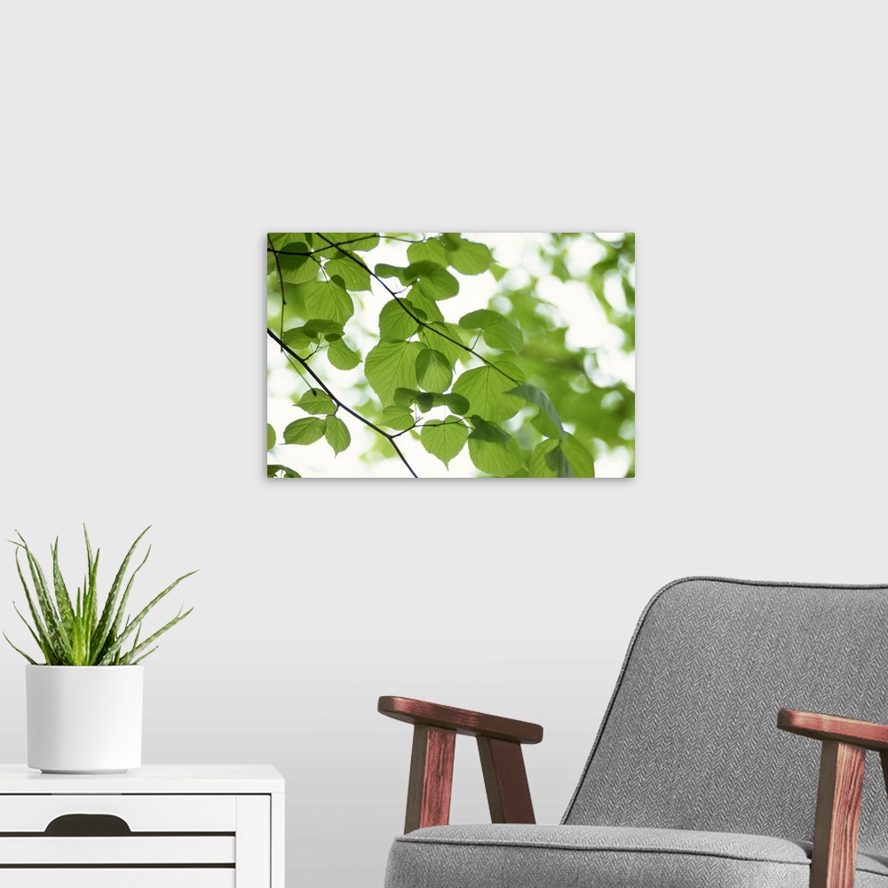 A modern room featuring Backlit beech leaves