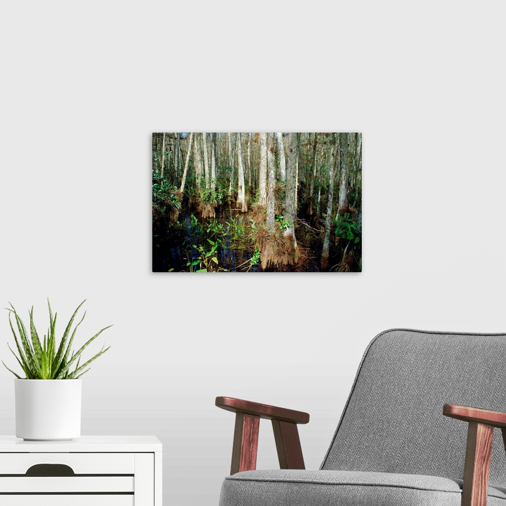 A modern room featuring Bald Cypress Swamp in the Corkscrew Swamp Sanctuary near Naples, Florida