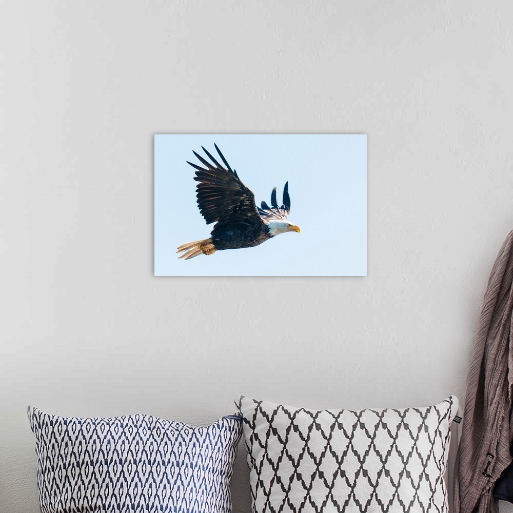 A bohemian room featuring Bald eagle, British Columbia, Canada, North America