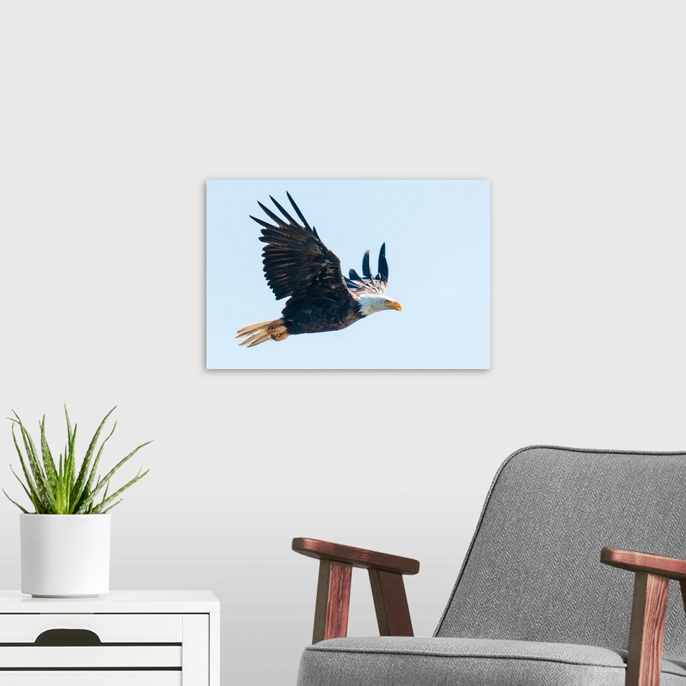 A modern room featuring Bald eagle, British Columbia, Canada, North America