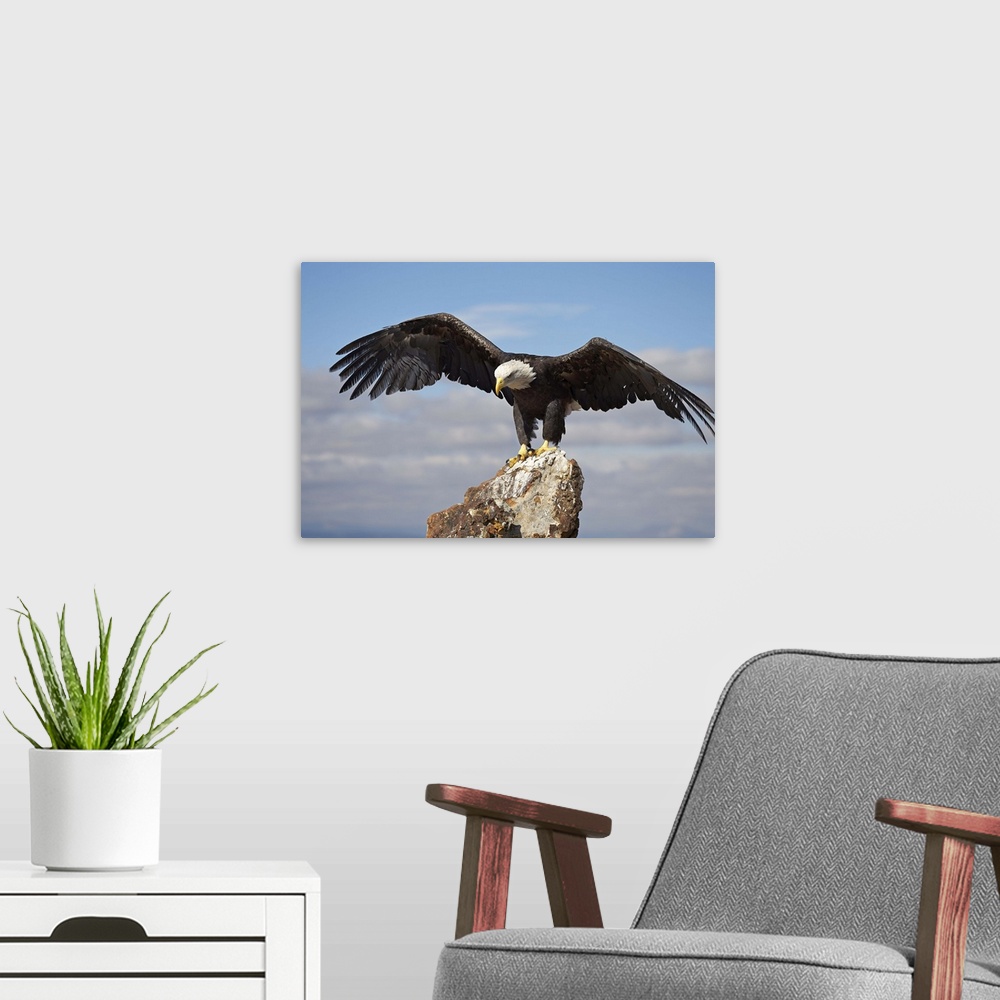 A modern room featuring Bald eagle perched with spread wings, Boulder County, Colorado